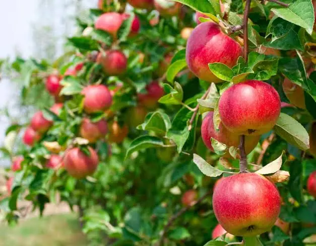 Crisp highland-grown export apples from Kenya