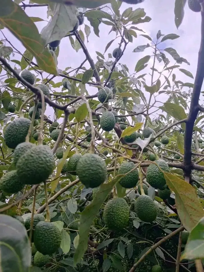 Hass and Fuerte export avocados from Kenya