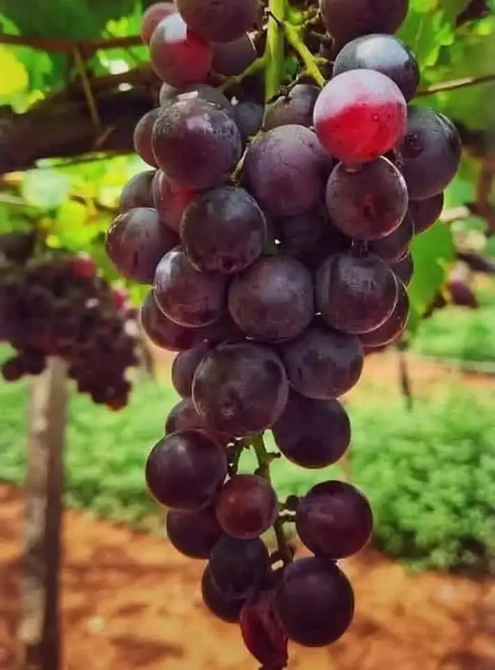 Sweet seedless table grapes grown for export