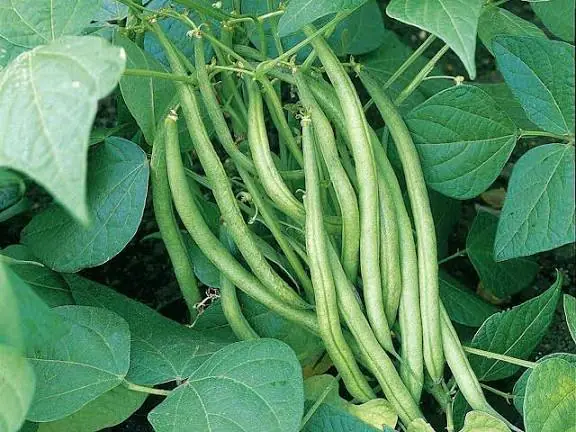Fresh export-quality green beans grown in Kenya