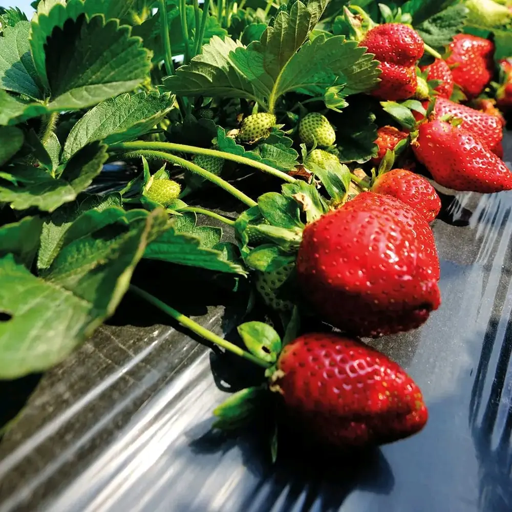 Fresh export-grade strawberries from Kenya