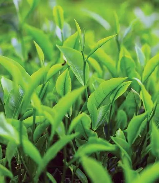 Premium Kenyan tea leaves from a high-altitude estate